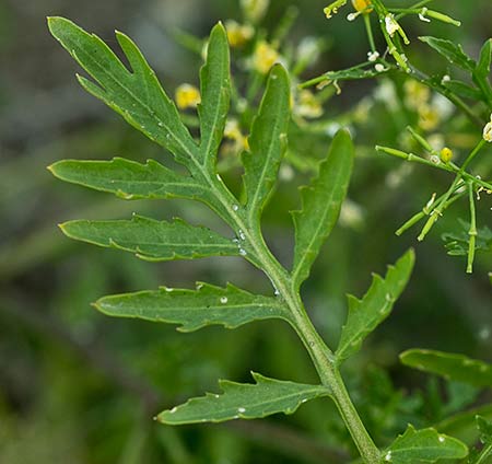 Hoja del Berro campestre amarillo (Rorippa sylvestris)