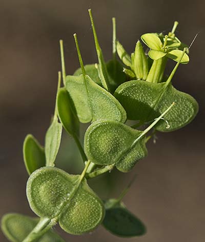 Anteojera (Biscutella auriculata)