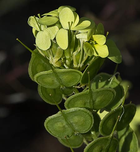 Anteojera (Biscutella auriculata)