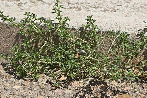 Mata de Bledo blanco (Amarnathus albus)