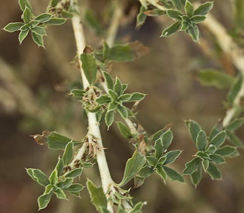 Rama del Bledo blanco (Amarnathus albus)