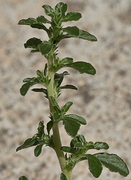 Remate de una rama del Bledo blanco (Amarnathus albus)