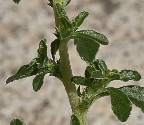 Tallo y ramas del Bledo blanco (Amarnathus albus)