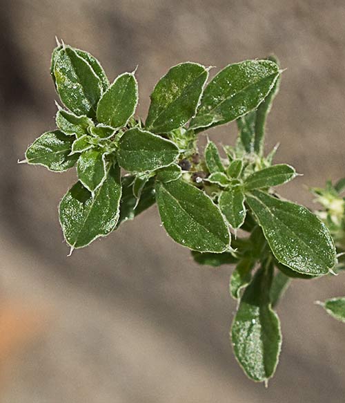 Hojas del Bledo blanco (Amarnathus albus)