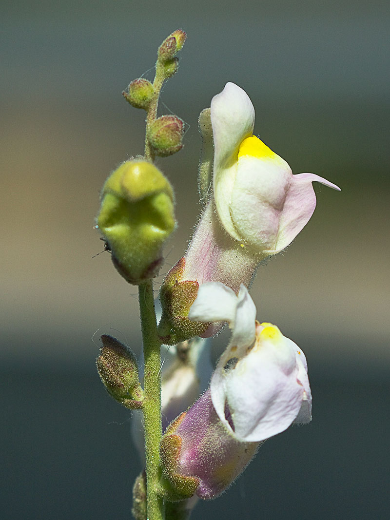 Boca de dragón (Antirrhinum graniticum)