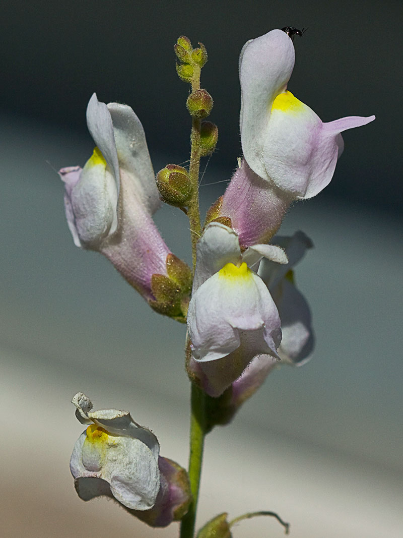 Boca de dragón (Antirrhinum graniticum)
