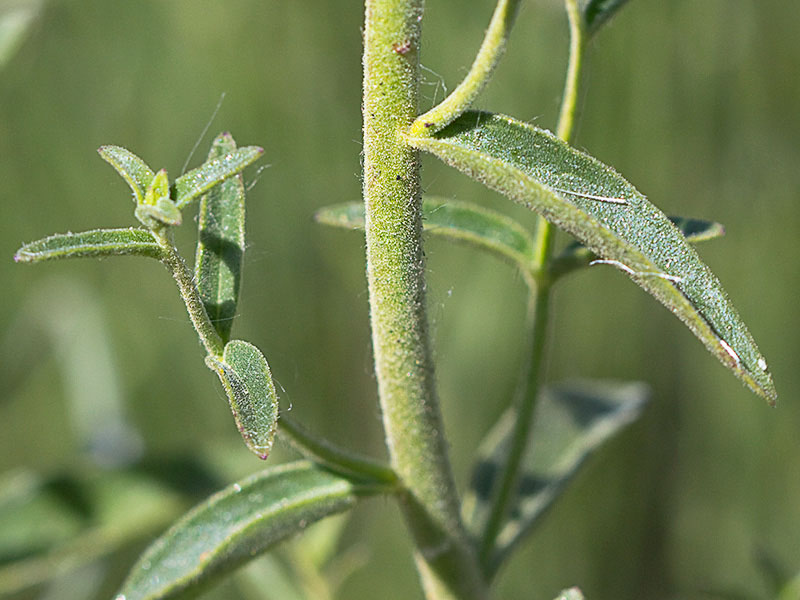Boca de dragón (Antirrhinum graniticum)