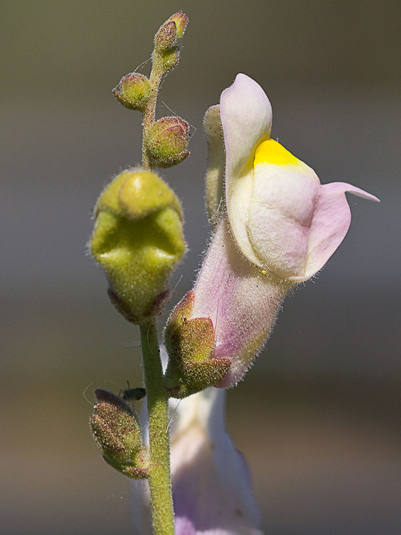 Boca de dragón (Antirrhinum graniticum)