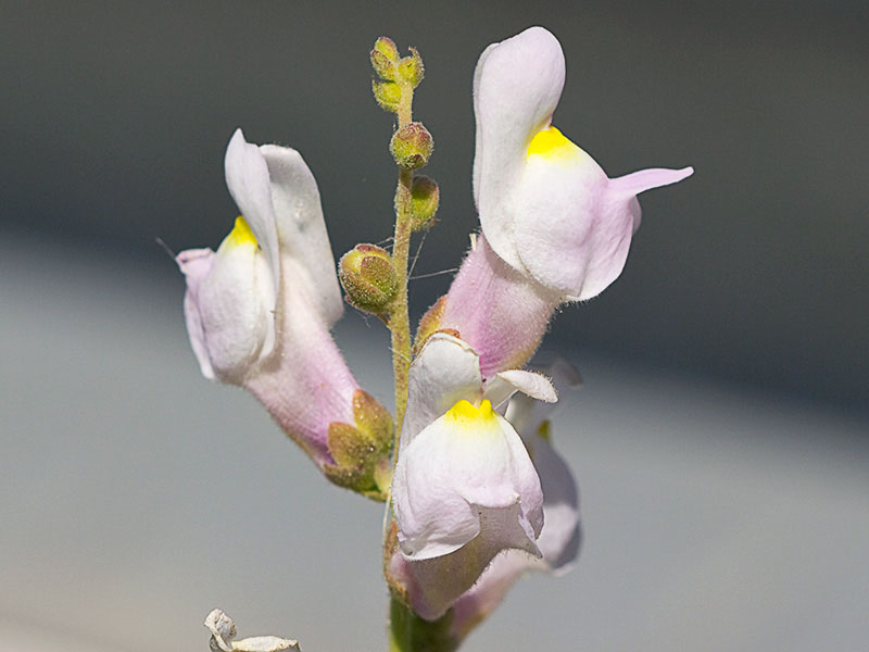 Boca de dragón (Antirrhinum graniticum)