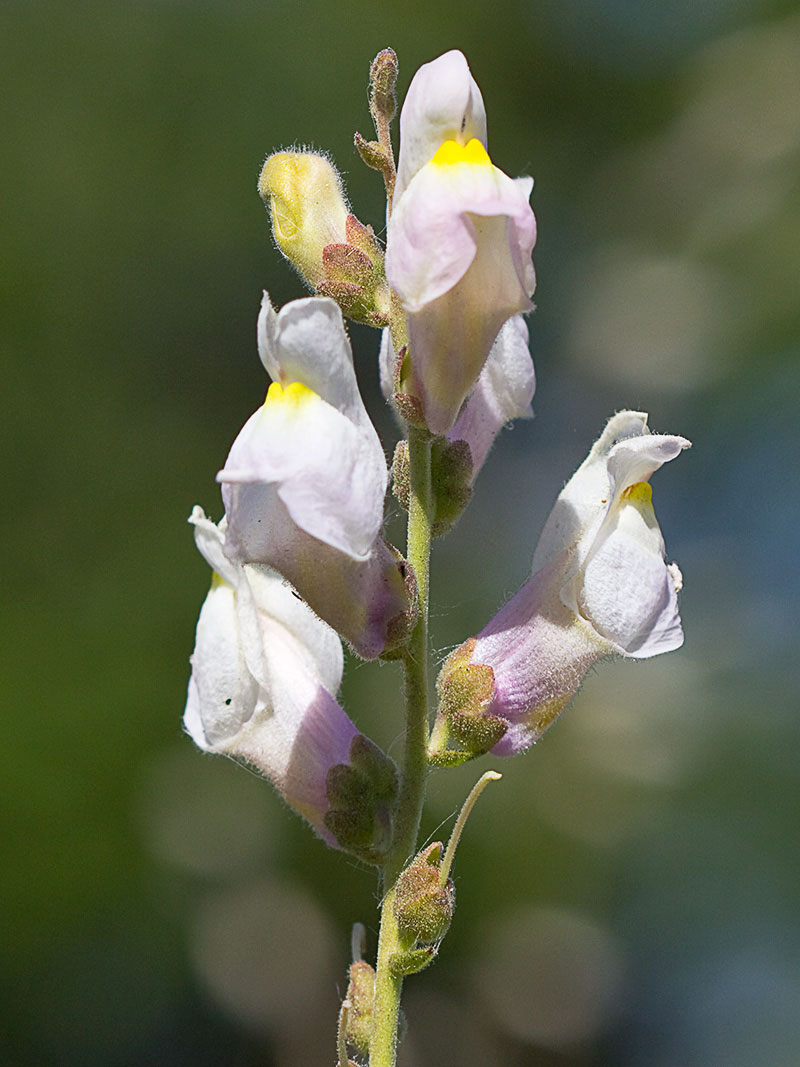 Boca de dragón (Antirrhinum graniticum)