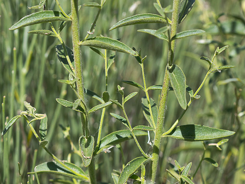 Boca de dragón (Antirrhinum graniticum)