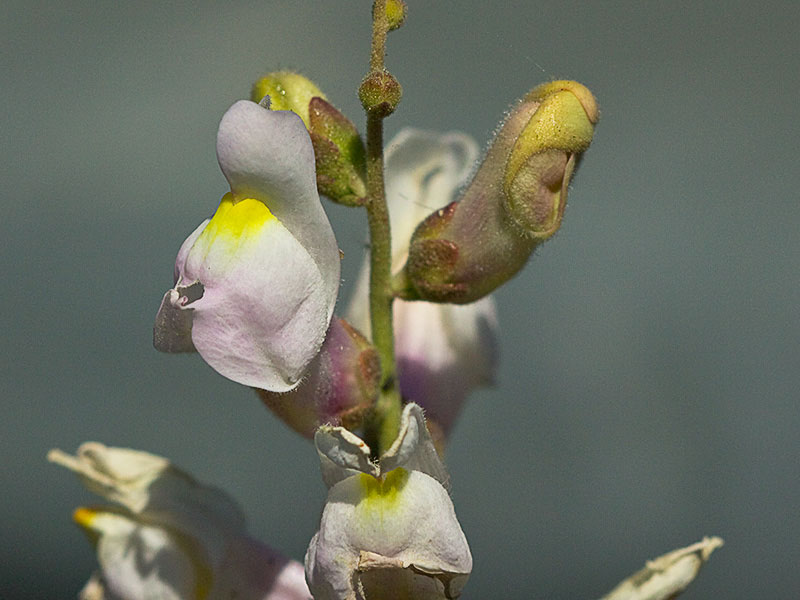 Boca de dragón (Antirrhinum graniticum)
