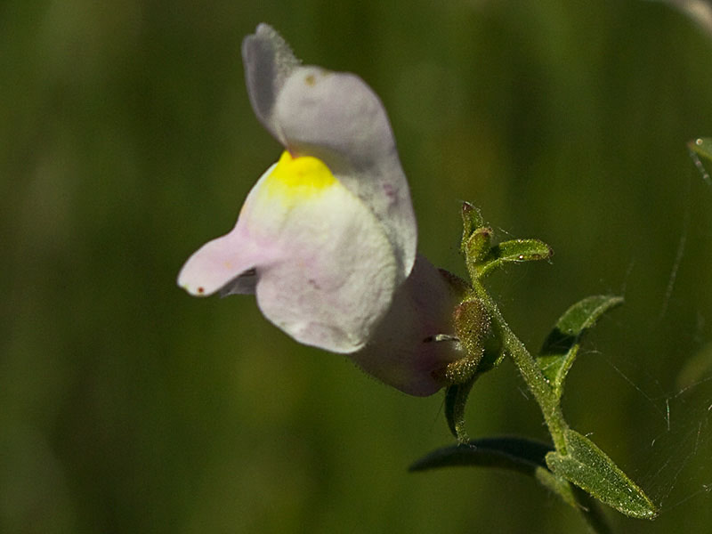 Boca de dragón (Antirrhinum graniticum)