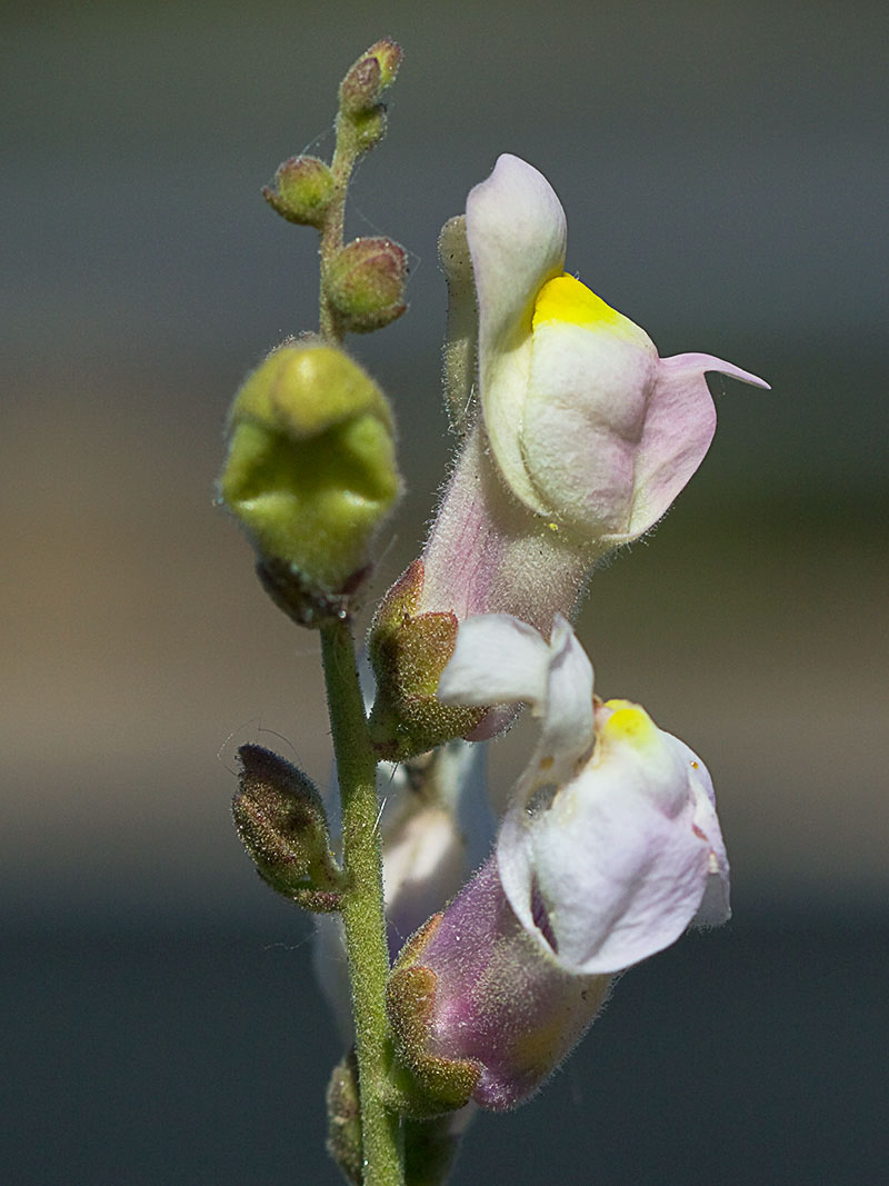 Boca de dragón (Antirrhinum graniticum)