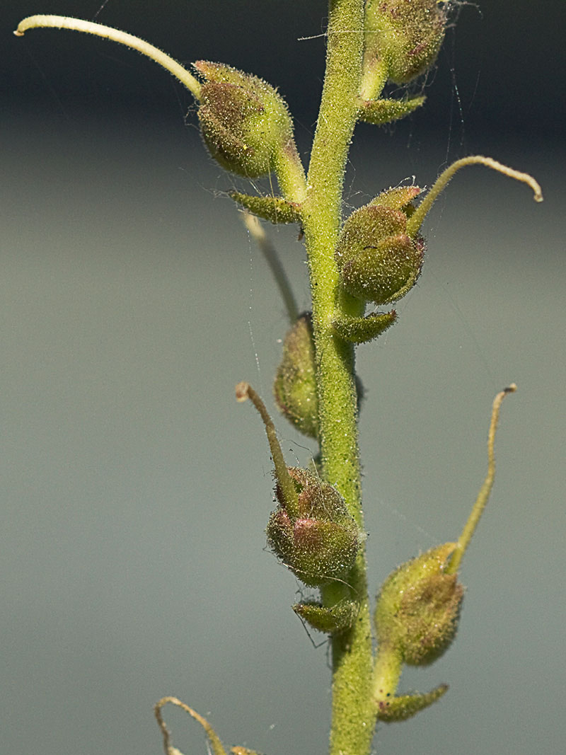 Boca de dragón (Antirrhinum graniticum)