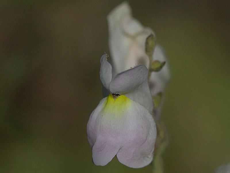 Boca de dragón (Antirrhinum graniticum)