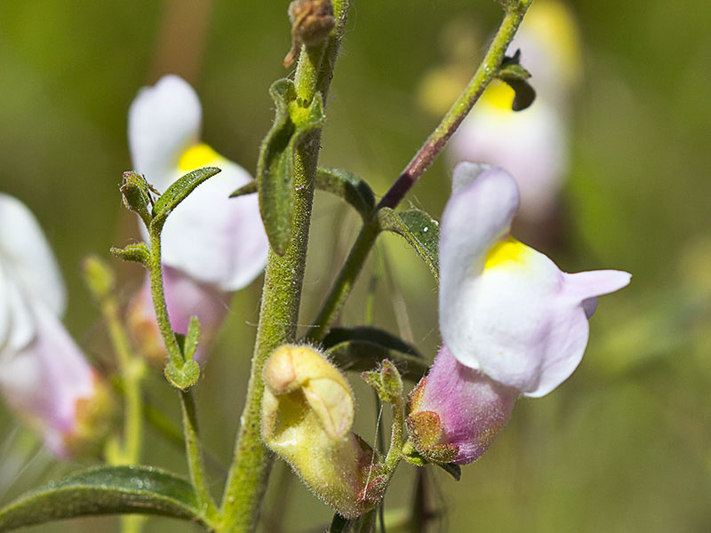 Boca de dragón (Antirrhinum graniticum)