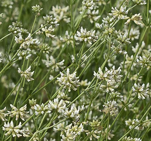 Dorycnium pentaphyllum, bocha