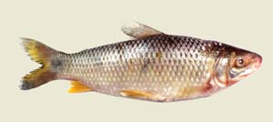Boga