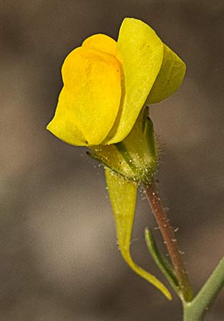 Linaria spartea