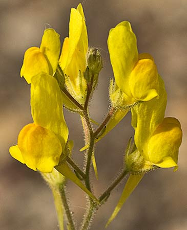 Linaria spartea