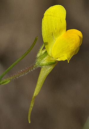 Boleo montesino (Linaria spartea)