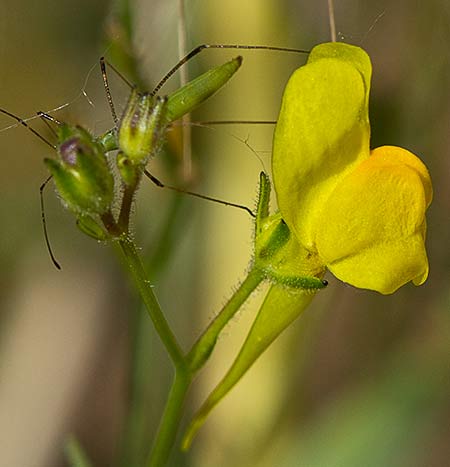 Boleo montesino (Linaria spartea)