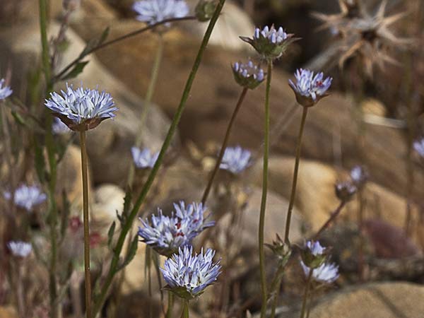 Botón azul (Jasione montana)