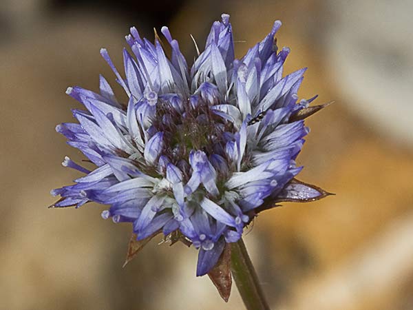 Botón azul (Jasione montana)