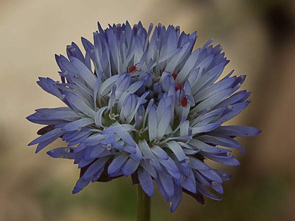 Botón azul (Jasione montana)
