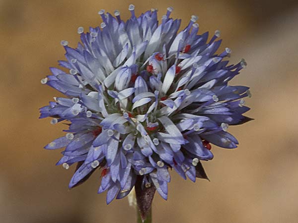 Botón azul (Jasione montana)