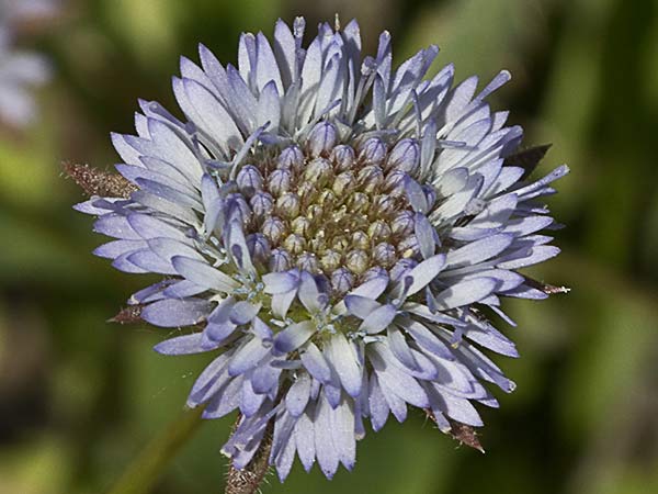 Botón azul (Jasione montana)