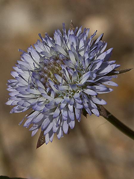 Botón azul (Jasione montana)