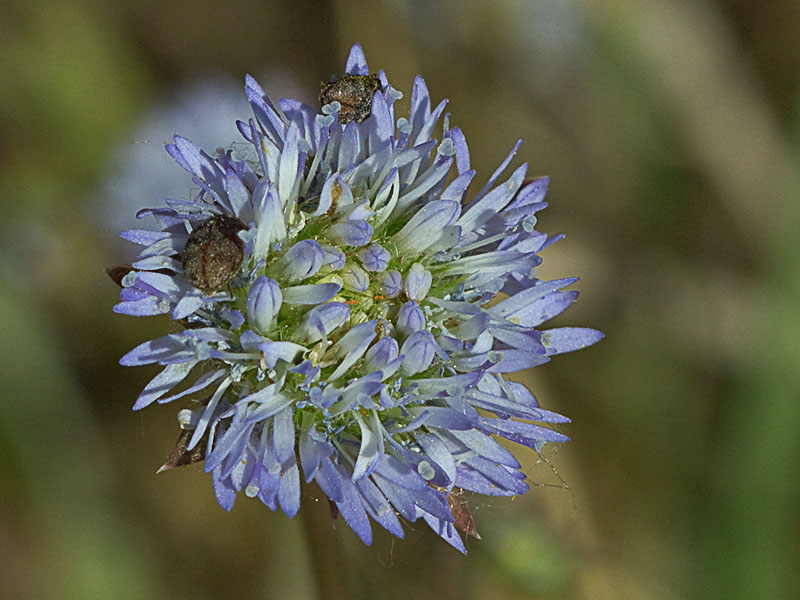 Botón azul (Jasione montana)