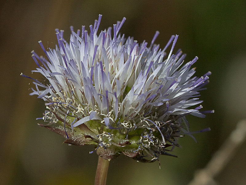Botón azul (Jasione montana)