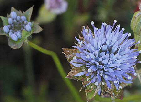 Botón azul (Jasione montana)