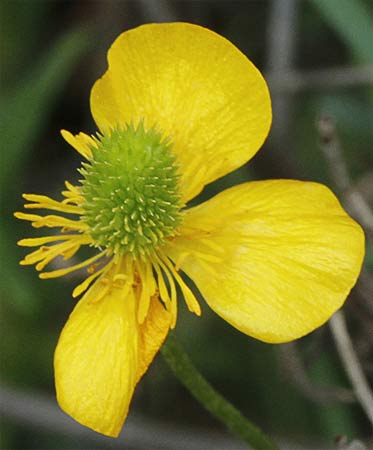 Fruto del botón de oro (Ranunculus ollissiponensis)