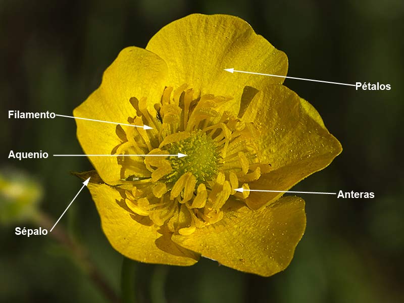 Flor de botón de oro (4)