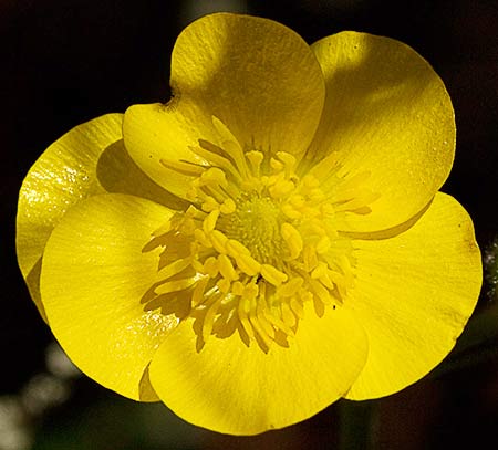 Flor del botón de oro (2)