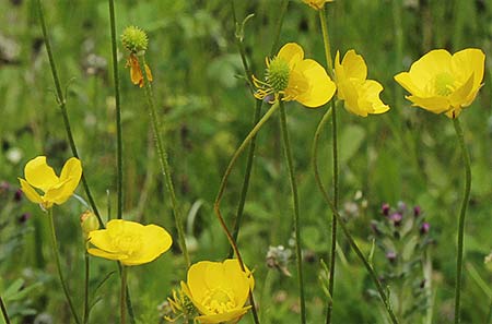 Boton de oro (Ranunculus ollissiponensis)