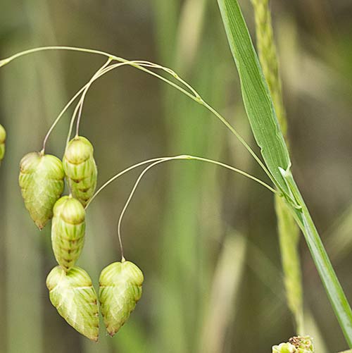 Briza maxima, Pendientes