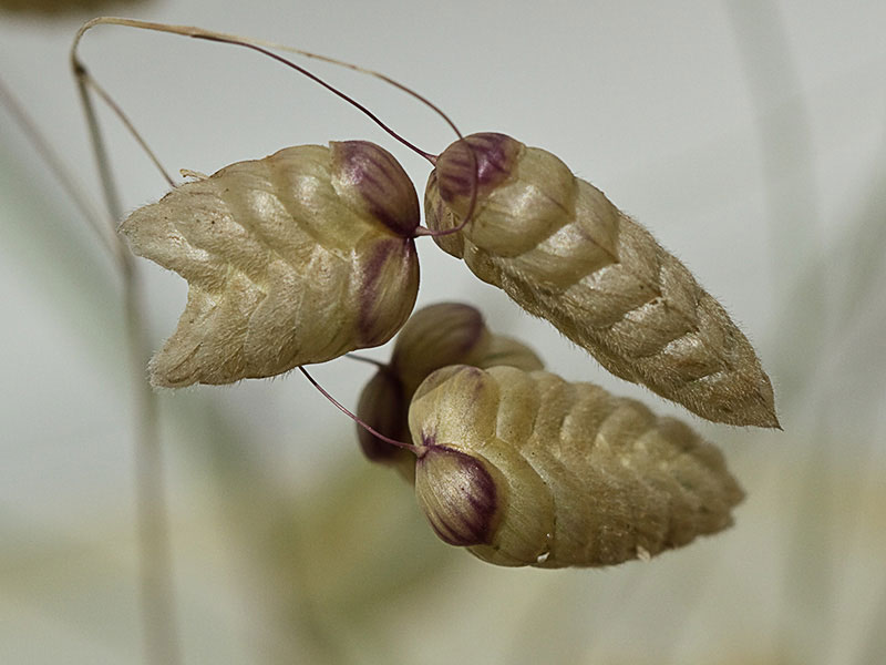 Pendientes, tembladera (Briza maxima )