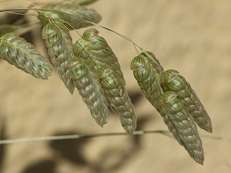 Pendientes, tembladera (Briza maxima )