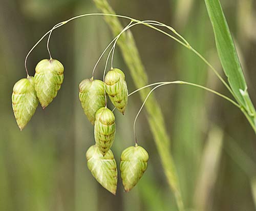 Briza maxima, Pendientes