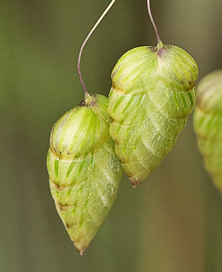 Briza maxima, Pendientes
