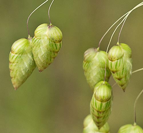 Briza maxima, Pendientes