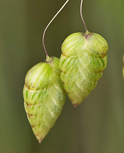 Briza maxima, Pendientes