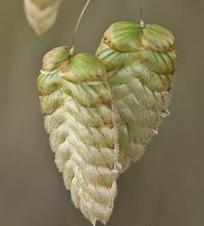 Pendientes, tembladera (Briza maxima )