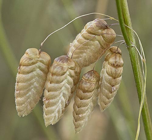 Pendientes, tembladera (Briza maxima )