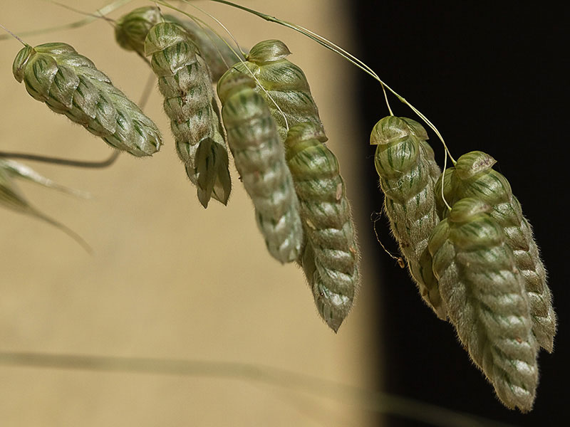 Pendientes, tembladera (Briza maxima )